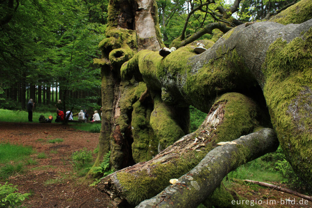 Rastplatz bei der Baumgruppe „Six Hêtres“ 