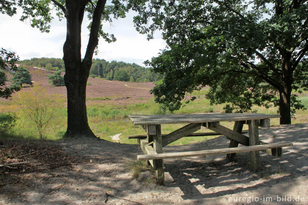 Detailansicht von Rastplatz in der Brunssummerheide