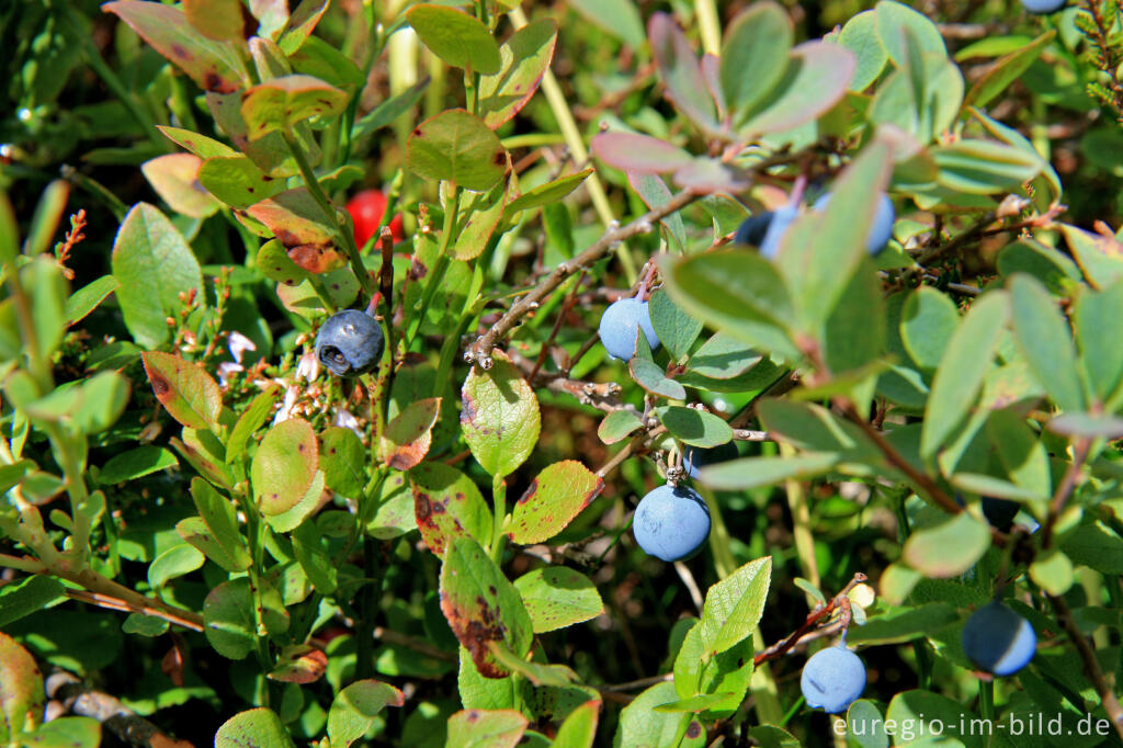 Rauschbeere, (r.) und Blaubeere (l.) im Hatzevenn (Hohes Venn)