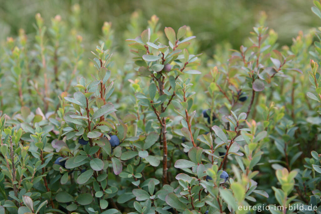 Rauschbeere, Vaccinium uliginosum, im Hatzevenn (Hohes Venn)