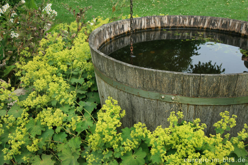 Detailansicht von Regenwassertonne aus Holz mit Frauenmantel, Alchemilla