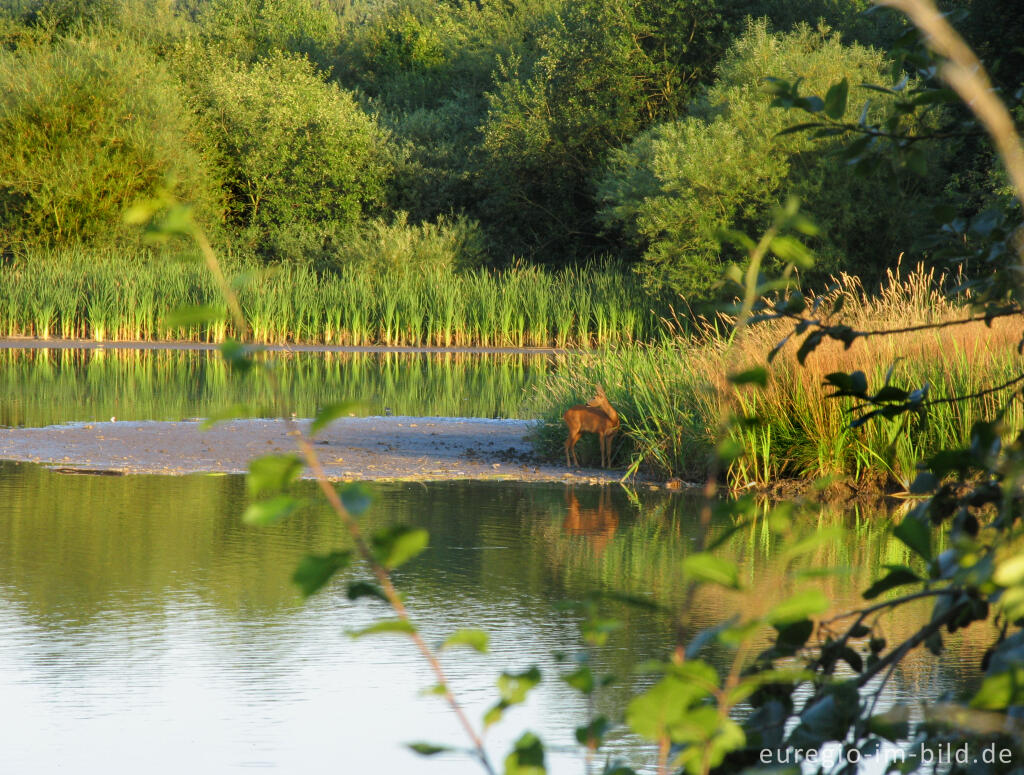 Detailansicht von Reh im Naturschutzgebiet Seffent/ Wilkensberg, westlich von Aachen