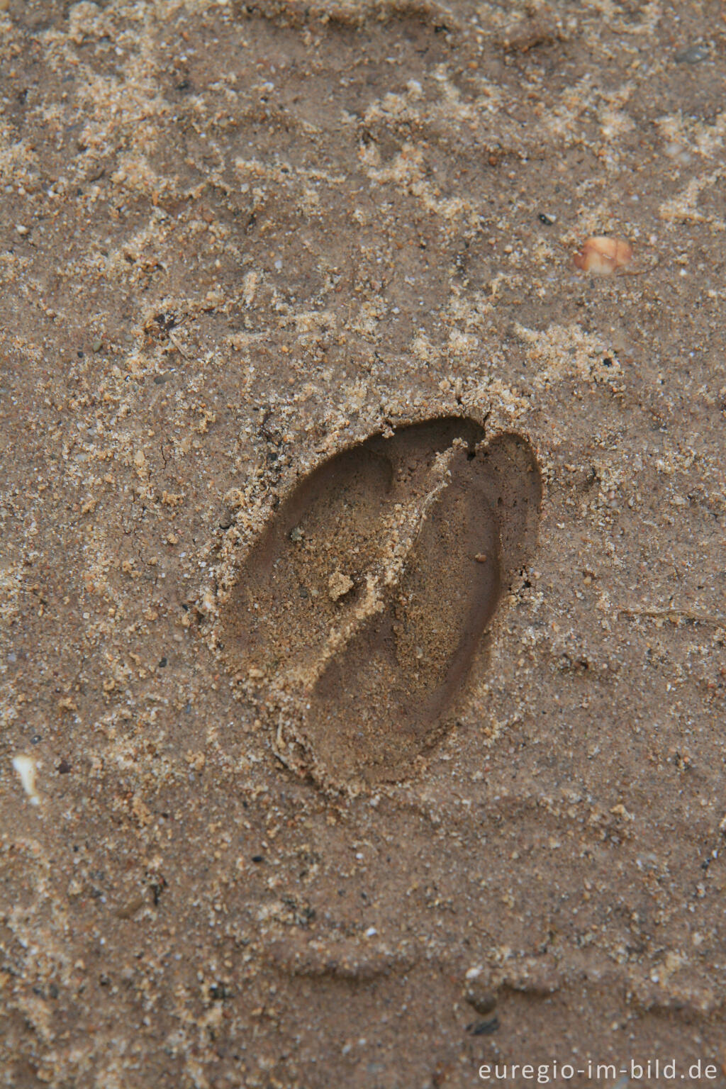 Detailansicht von Rehspur auf der Sophienhöhe