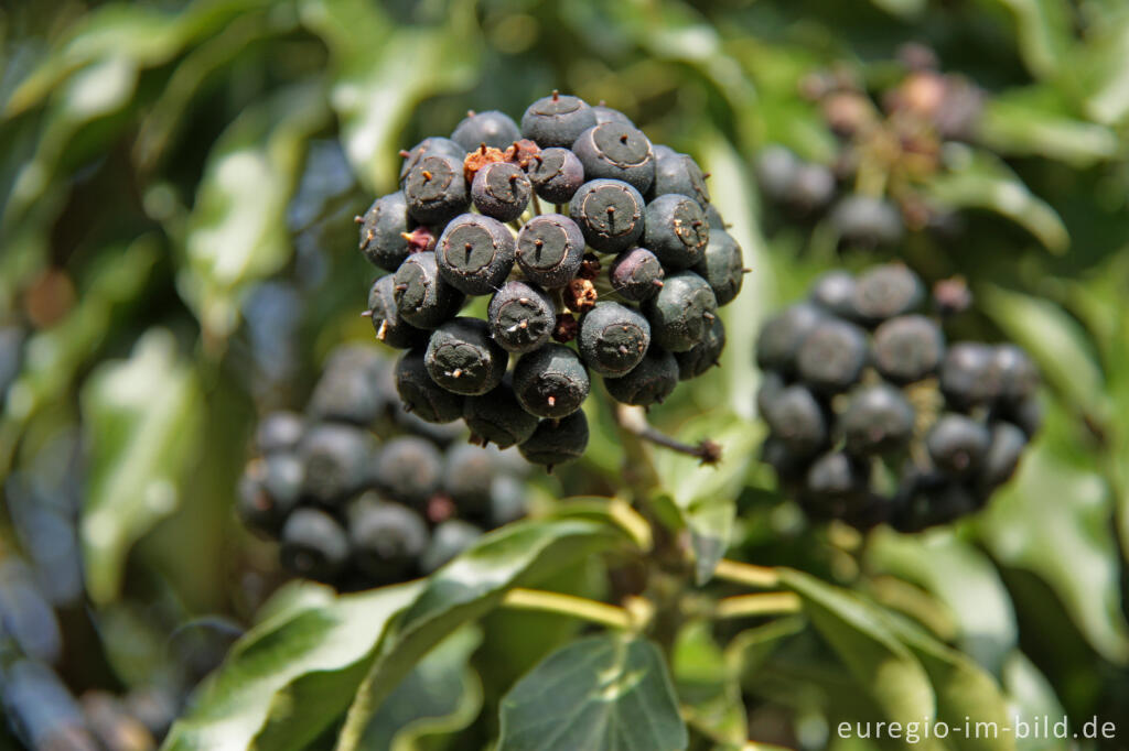 Detailansicht von Reife Beeren des Efeu im FrÃ¼hling