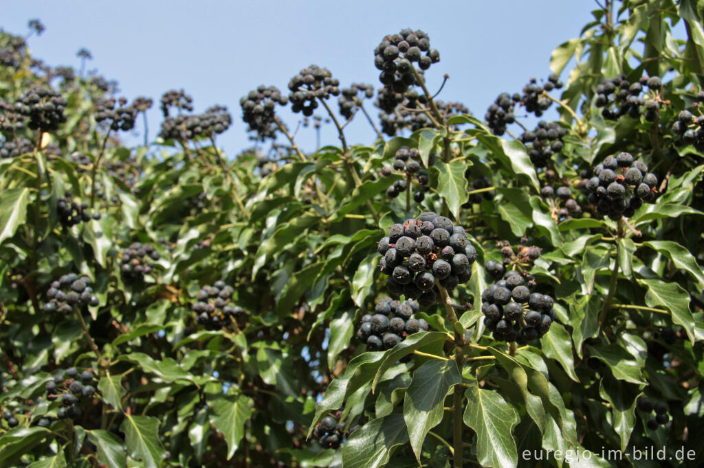 Detailansicht von Reife Beeren des Efeu im FrÃ¼hling