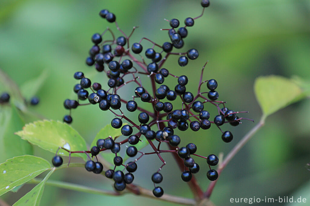 Detailansicht von Reife Schwarze Holunderbeeren im Herbst