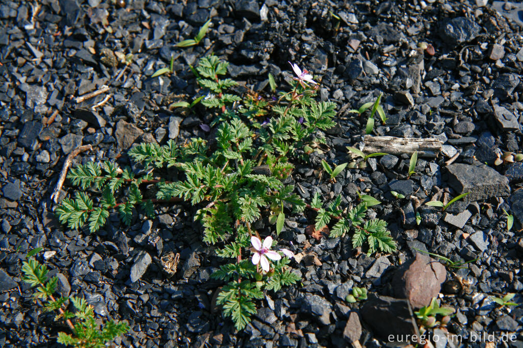 Detailansicht von Reiherschnabel, Erodium, auf einer Abraumhalde, Wurmtal