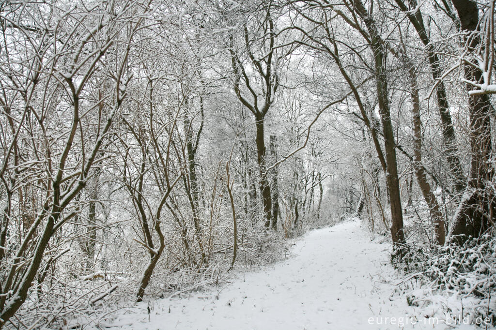 Detailansicht von Reitweg im Wurmtal bei Würselen-Pley