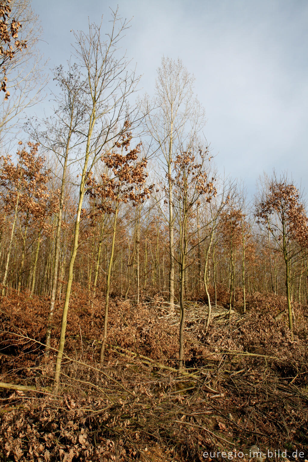 Detailansicht von Rekultivierung auf der Sophienhöhe, Tagebau Hambach