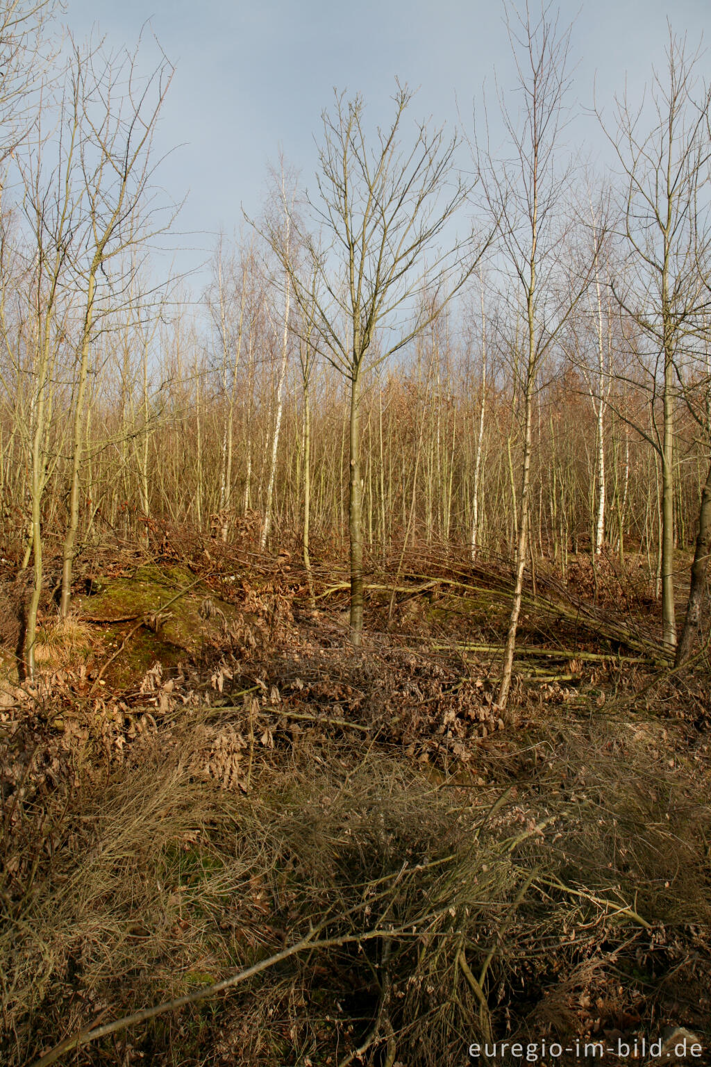 Detailansicht von Rekultivierung auf der Sophienhöhe, Tagebau Hambach