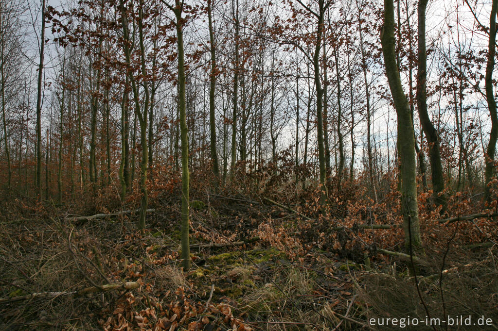 Detailansicht von Rekultivierung auf der Sophienhöhe, Tagebau Hambach