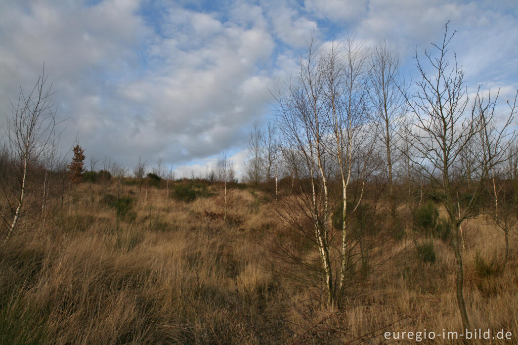 Detailansicht von Rekultivierung oben auf der Sophienhöhe, Tagebau Hambach