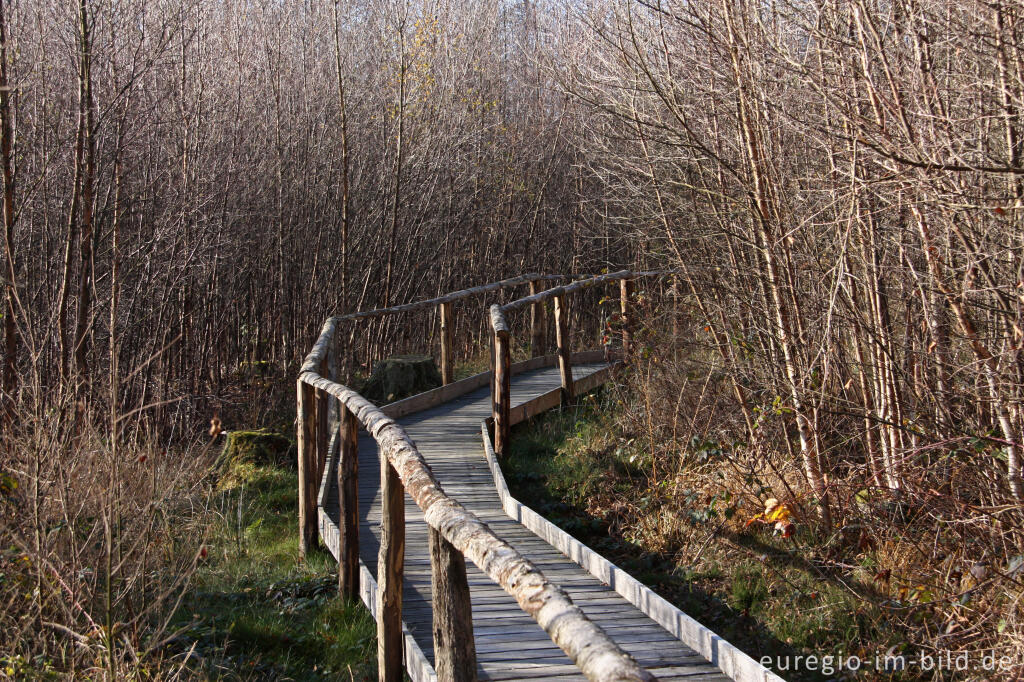 Detailansicht von Renaturierte Fläche mit jungem Birkenwald im Todtenbruch bei Hürtgenwald