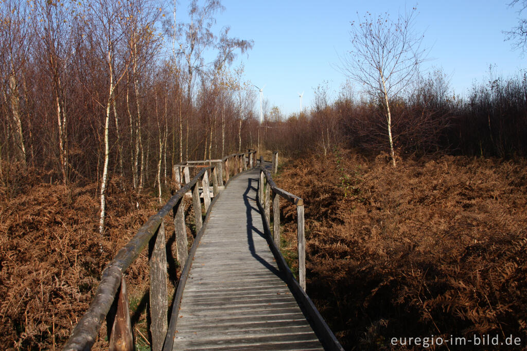 Detailansicht von Renaturierte Fläche mit jungem Birkenwald, Todtenbruch bei Hürtgenwald