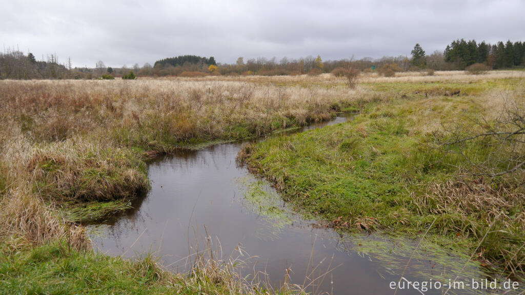 Detailansicht von Renaturierungsgebiet Kalltal, Nordeifel