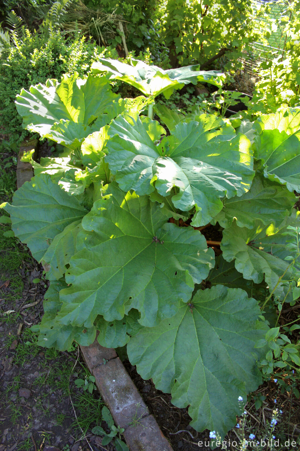 Detailansicht von Rhabarber, Rheum rhabarbarum