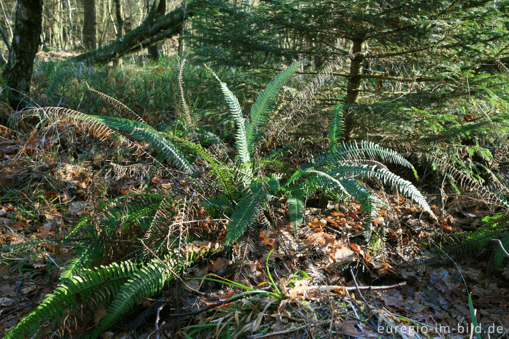 Detailansicht von Rippenfarn, Blechnum spicant, im Münsterwald