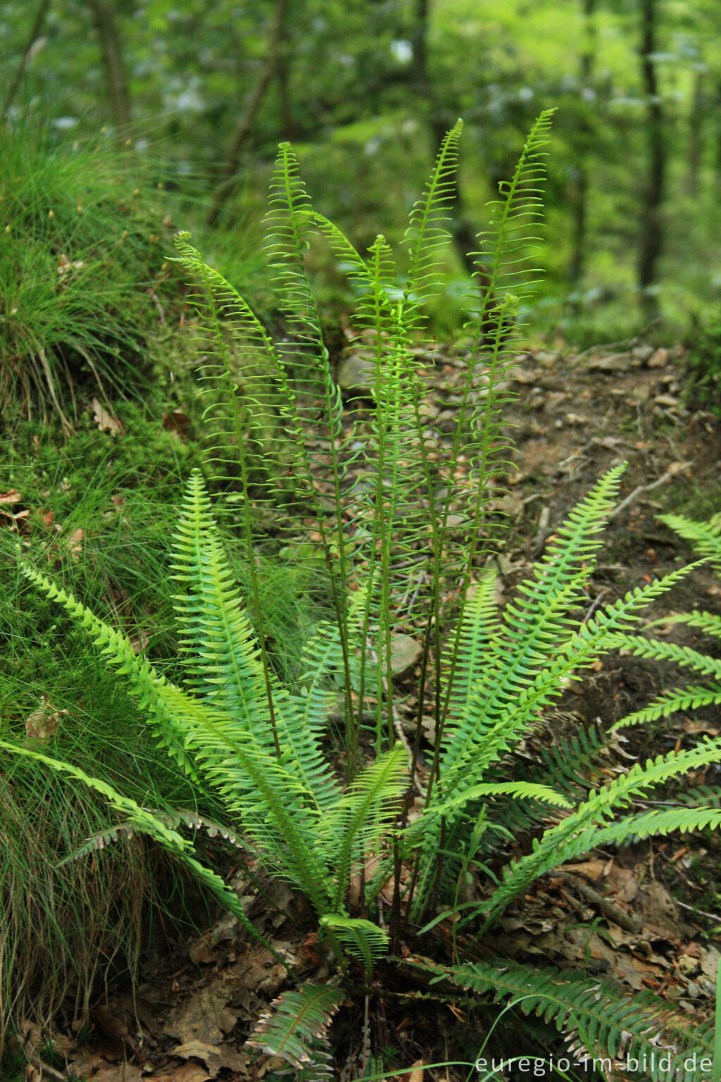 Detailansicht von Rippenfarn, Blechnum spicant, im Tal der Weser / Vesdre bei Roetgen