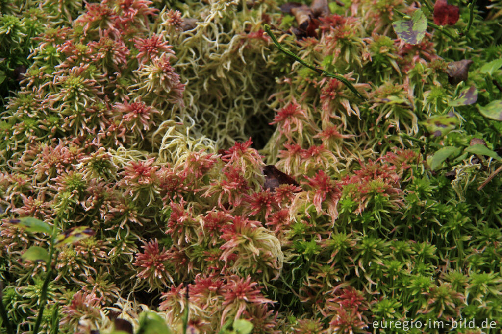 Detailansicht von Rötliches Torfmoos, Sphagnum, an einem feuchten Hang,  Eifelsteig bei Trittscheid 