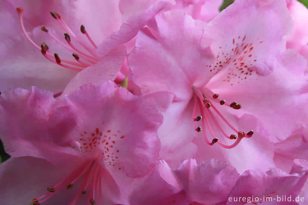 Detailansicht von Rosa Blüte eines Rhododendron