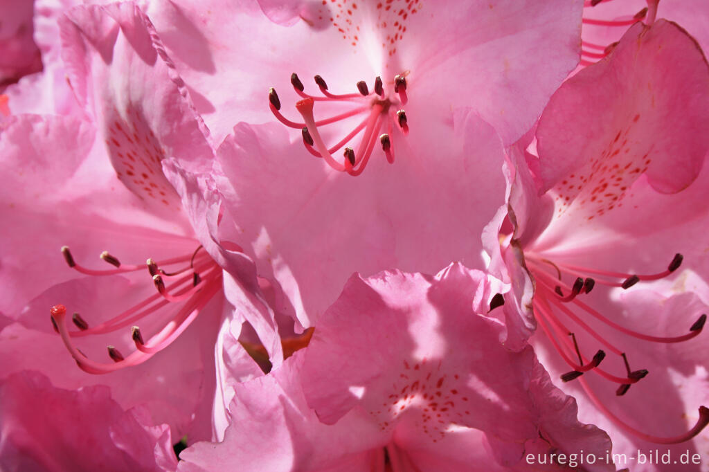 Detailansicht von Rosa Blüte eines Rhododendron