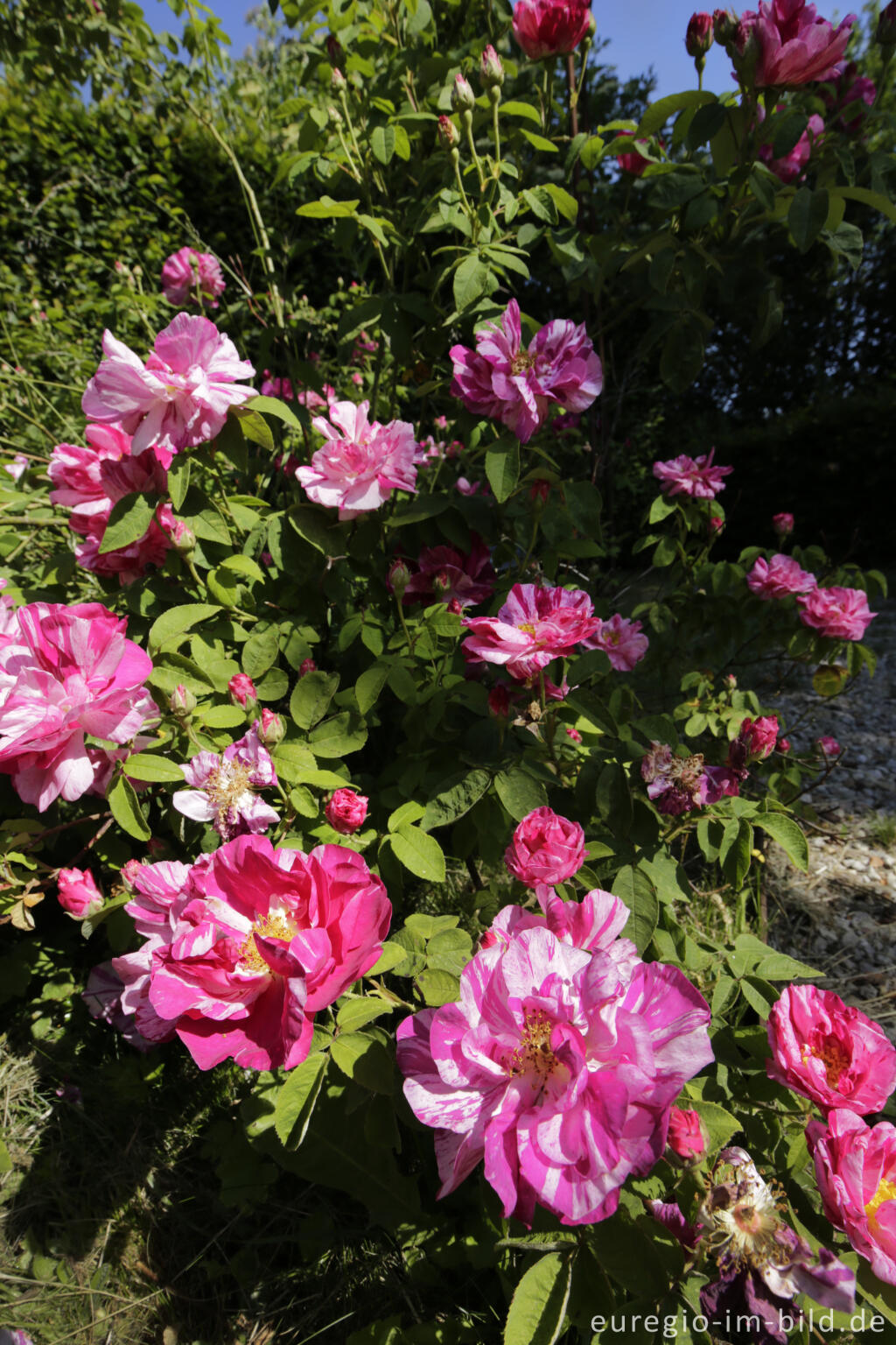 Detailansicht von Rosa gallica 'Versicolor im Heilkräutergarten Herba Sana