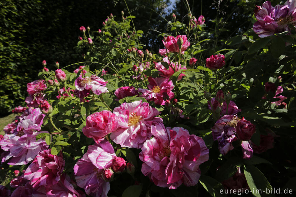 Detailansicht von Rosa gallica 'Versicolor im Heilkräutergarten Herba Sana