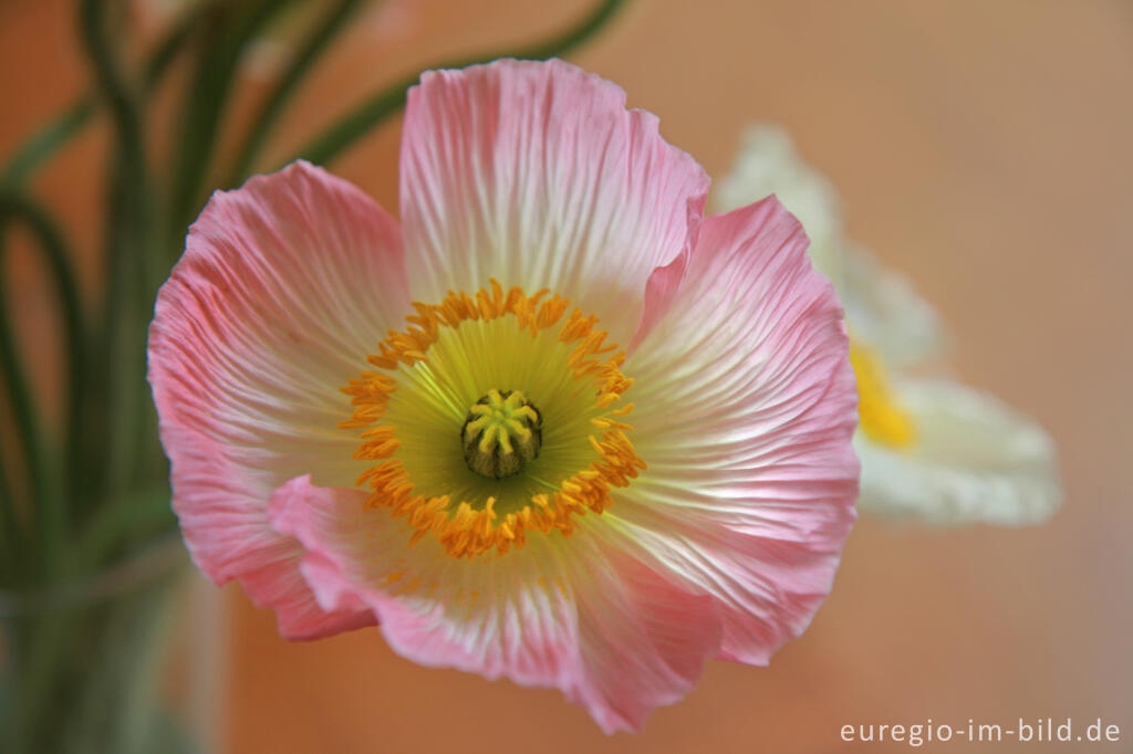 Detailansicht von Rosa Mohn