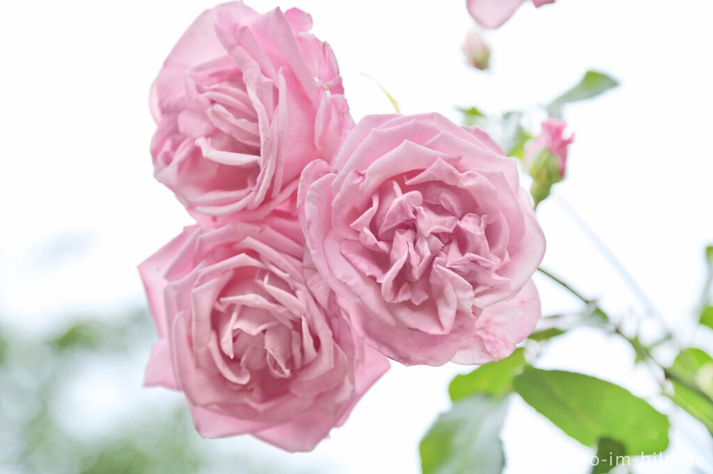 Detailansicht von Rosa Rose