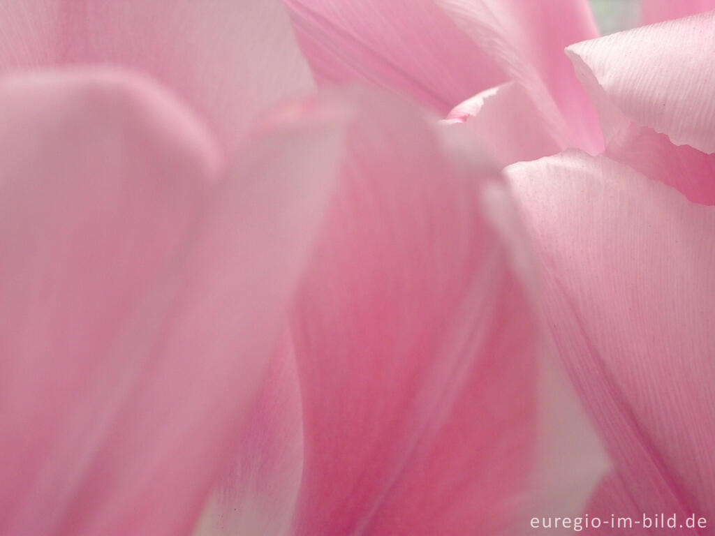 Detailansicht von Rosa Tulpen, Tulipa