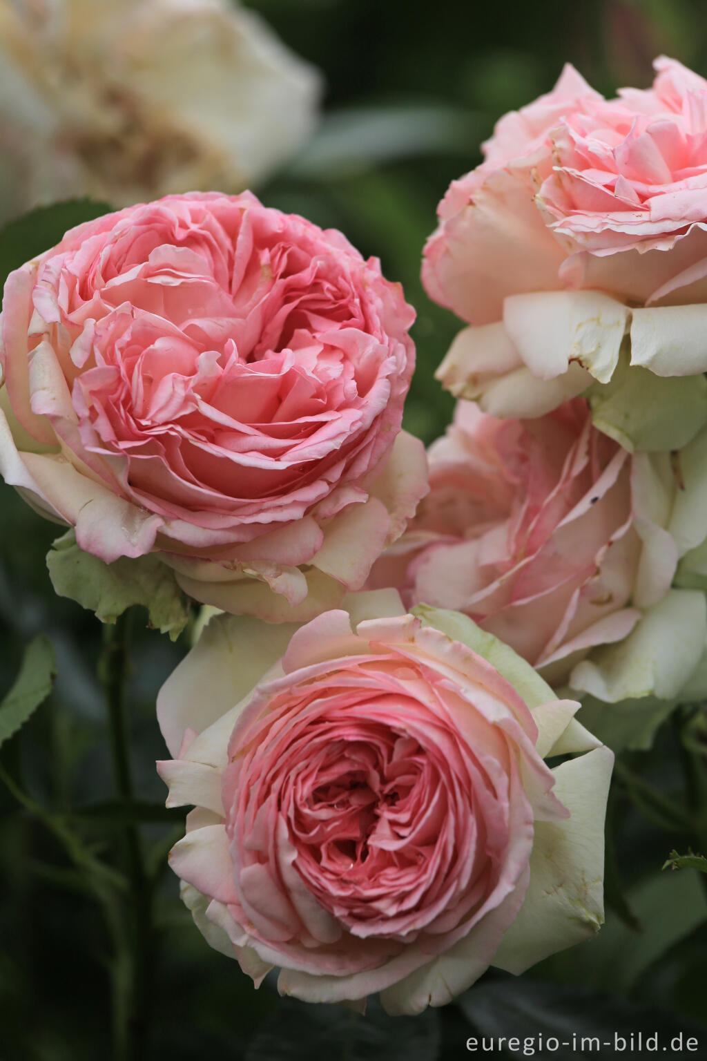 Detailansicht von Rosa und creme farbige Gatenrose, dicht gefüllt