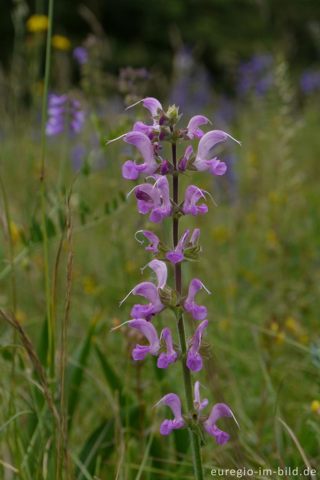 Detailansicht von Rosafarbene Variante des Wiesensalbeis, Salvia pratensis,  NSG Froschberg bei Blankenheim