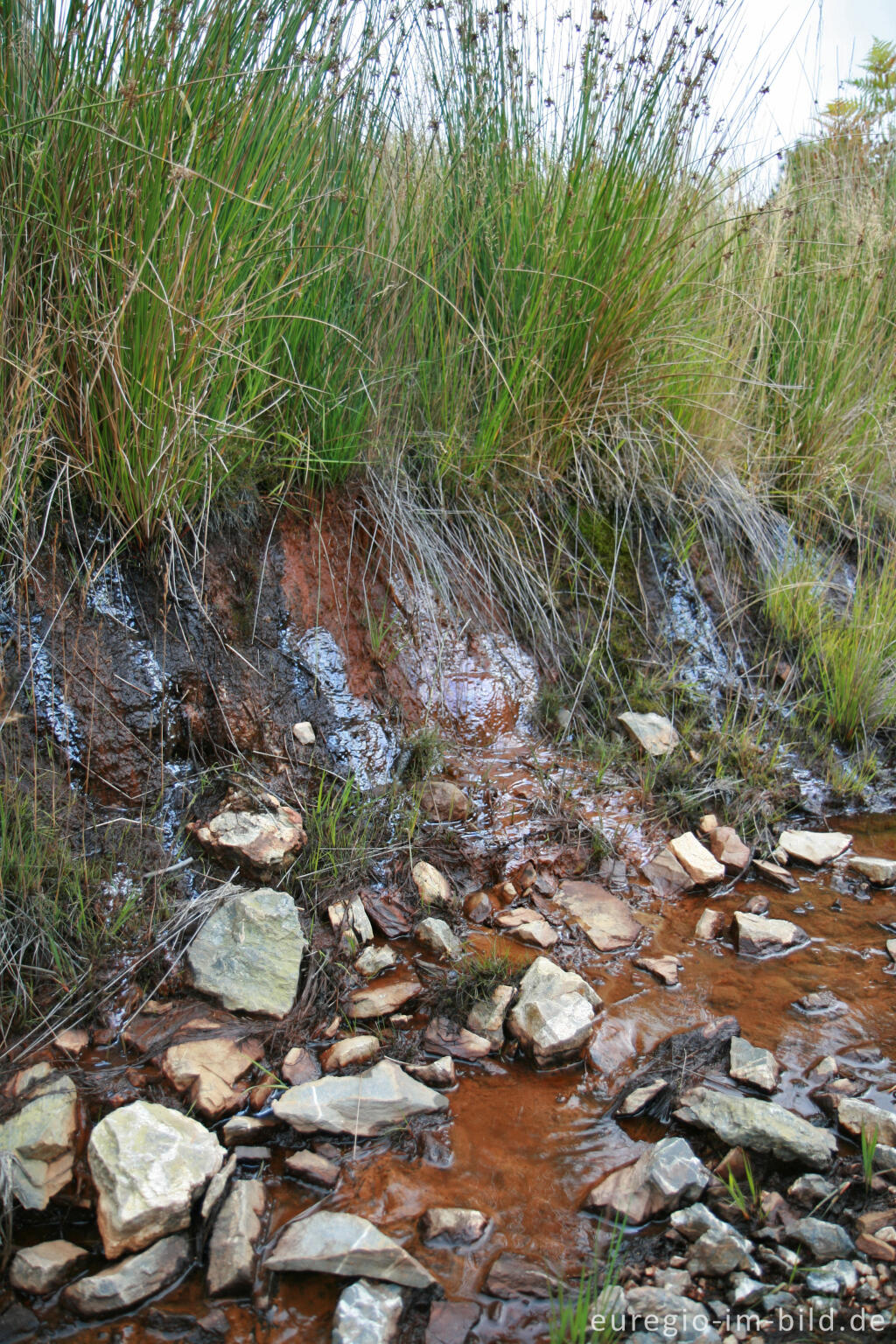 Detailansicht von Rotbraunes Quellwasser im Hohen Venn (Kutenhart)