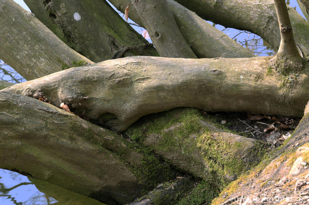 Detailansicht von Rotbuche in der Uferzone des Staubeckens Heimbach