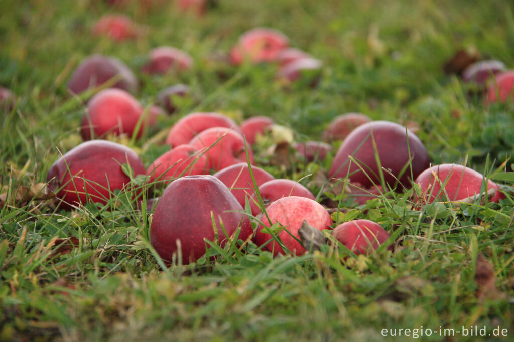 Detailansicht von Rote Äpfel im Gras