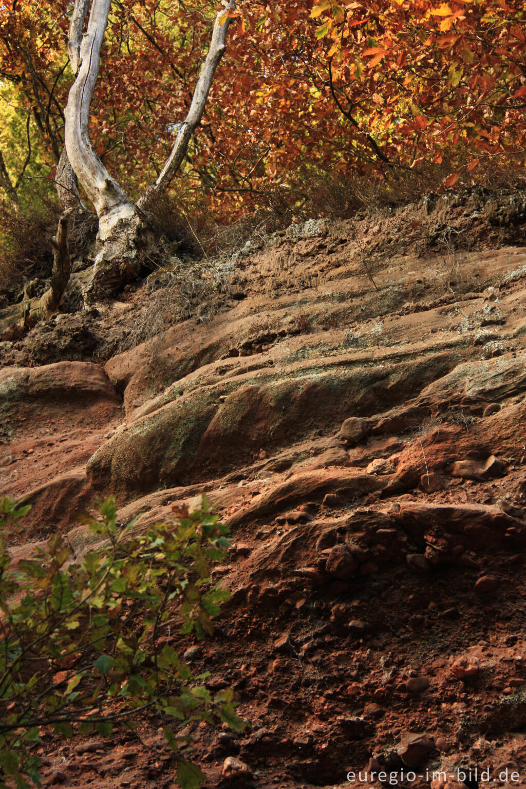 Detailansicht von Rote Felsen - rote Blätter, die Kaulay im Herbst, Kordel (Eifelsteig)