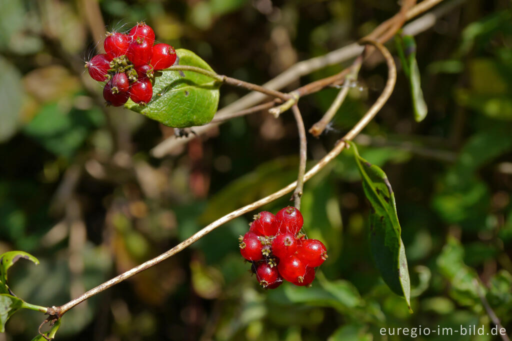 Rote Heckenkirsche, Lonicera xylosteum 