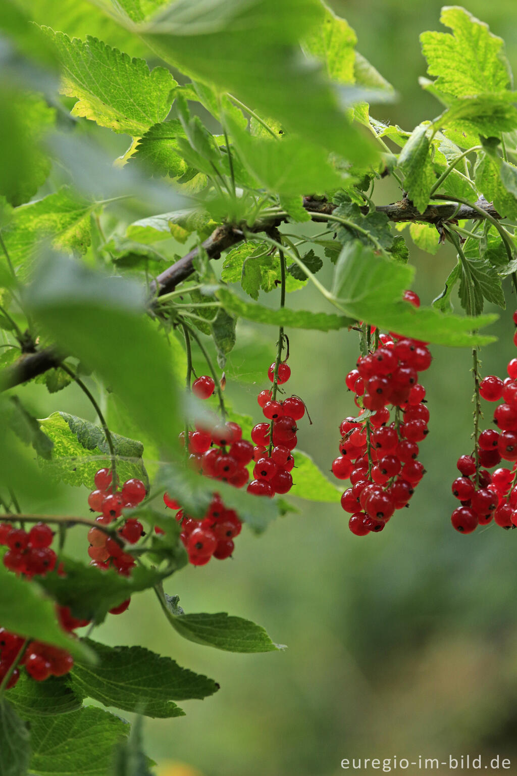 Detailansicht von Rote Johannisbeere (Ribes rubrum)