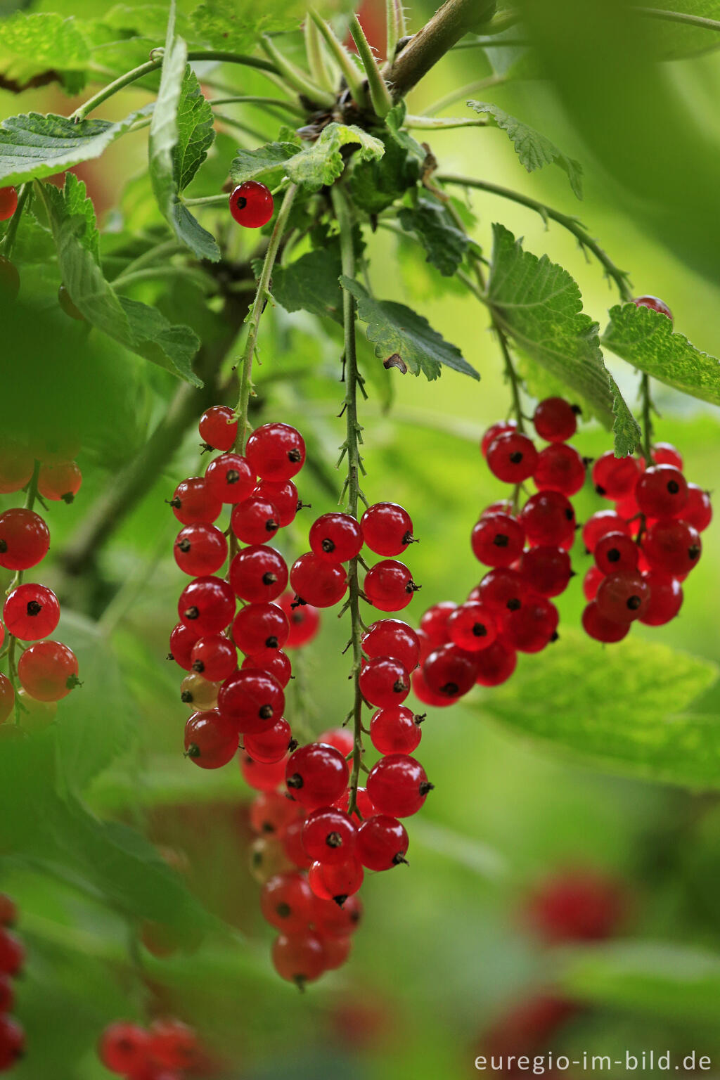 Detailansicht von Rote Johannisbeere (Ribes rubrum)