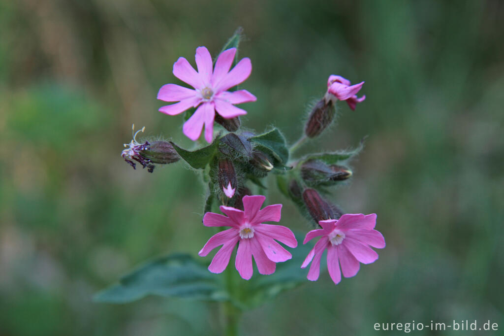 Detailansicht von Rote Lichtnelke (Silene dioica)