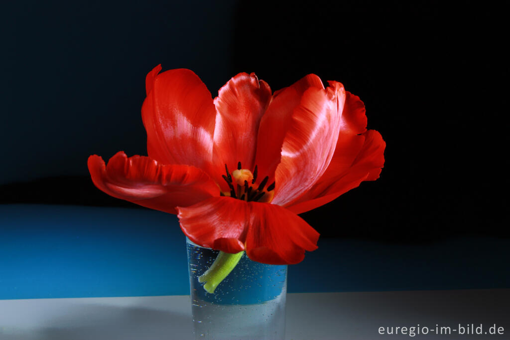 Rote Tulpe in einer Vase