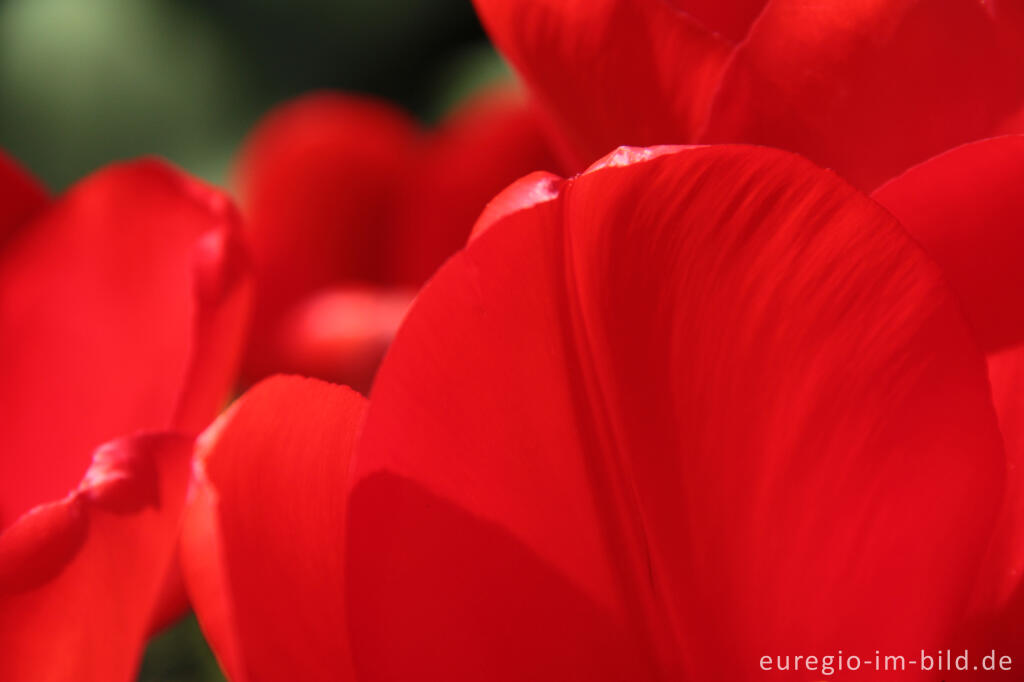 Detailansicht von Rote Tulpen