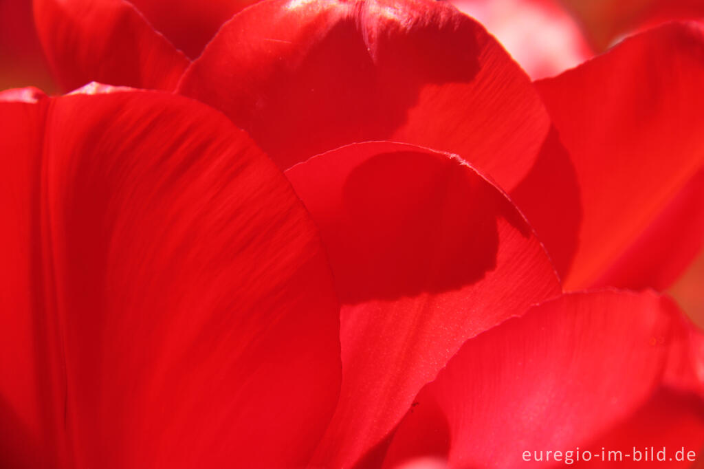 Detailansicht von Rote Tulpen