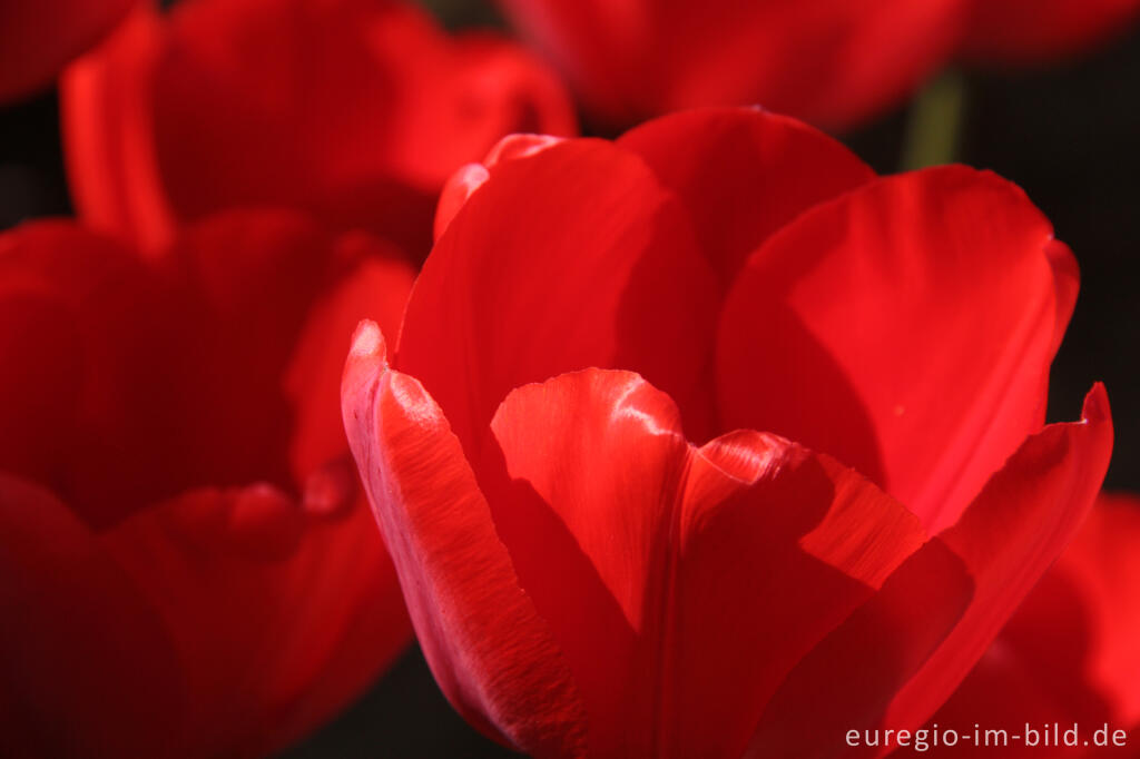 Detailansicht von Rote Tulpen