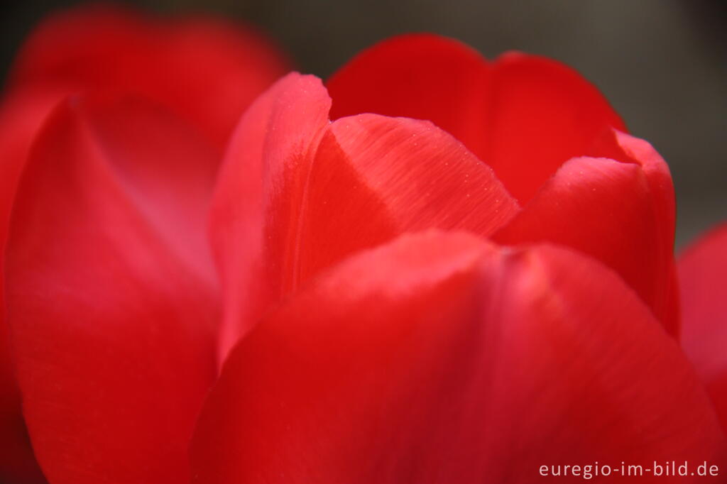 Detailansicht von Rote Tulpen