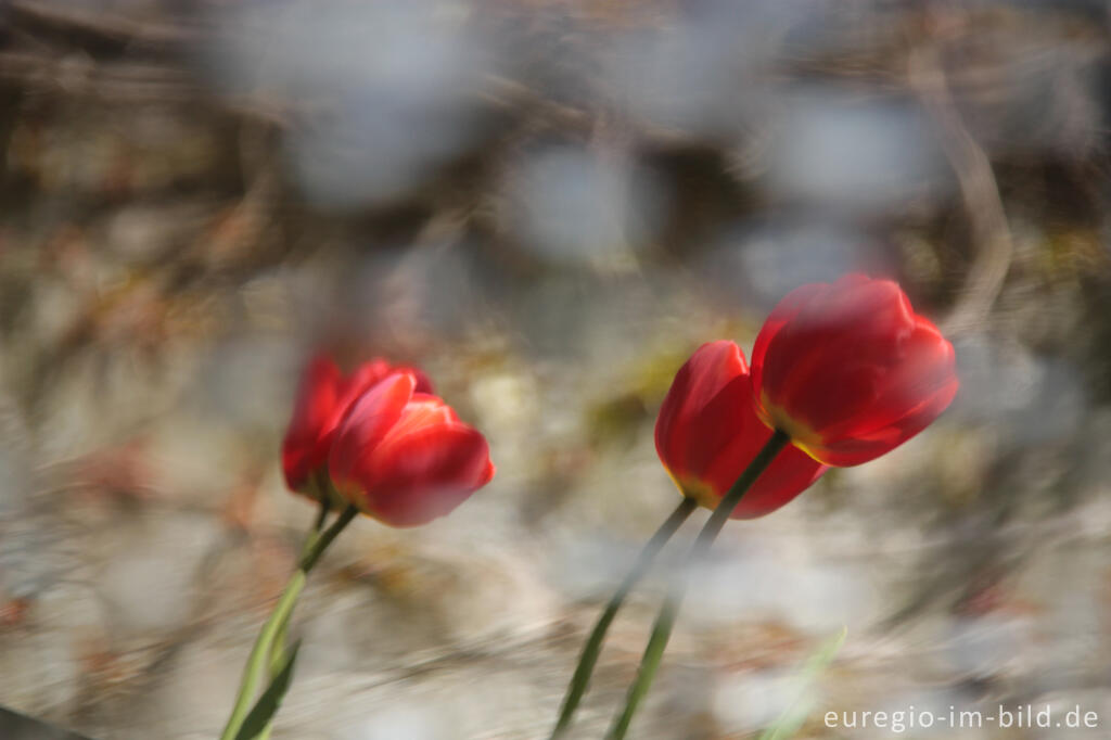 Detailansicht von Rote Tulpen, Wasserspiegelung