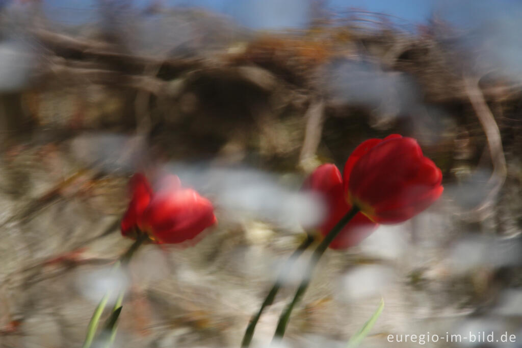 Detailansicht von Rote Tulpen, Wasserspiegelung