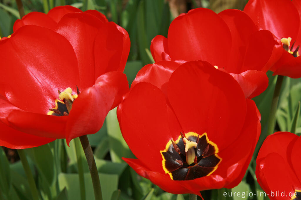 Detailansicht von Rote Tulpen