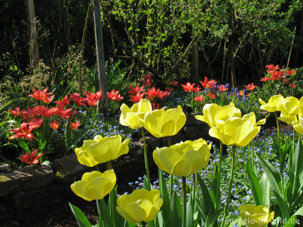 Detailansicht von Rote und gelbe Tulpen