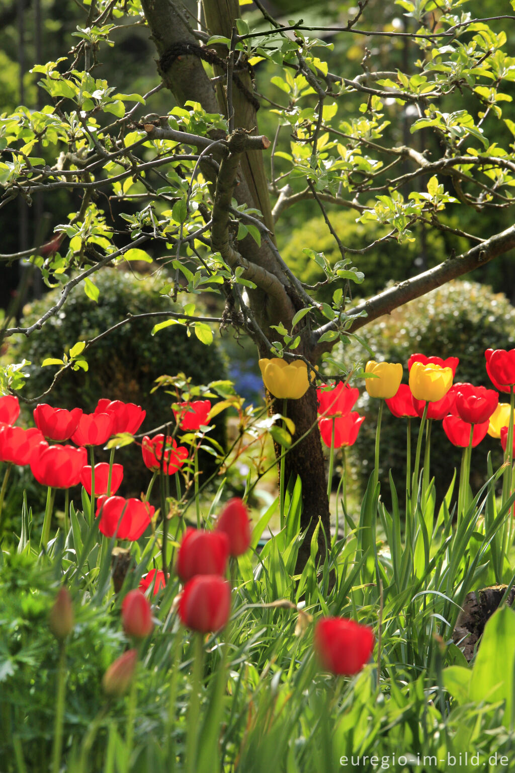 Detailansicht von Rote und gelbe Tulpen in einem Garten